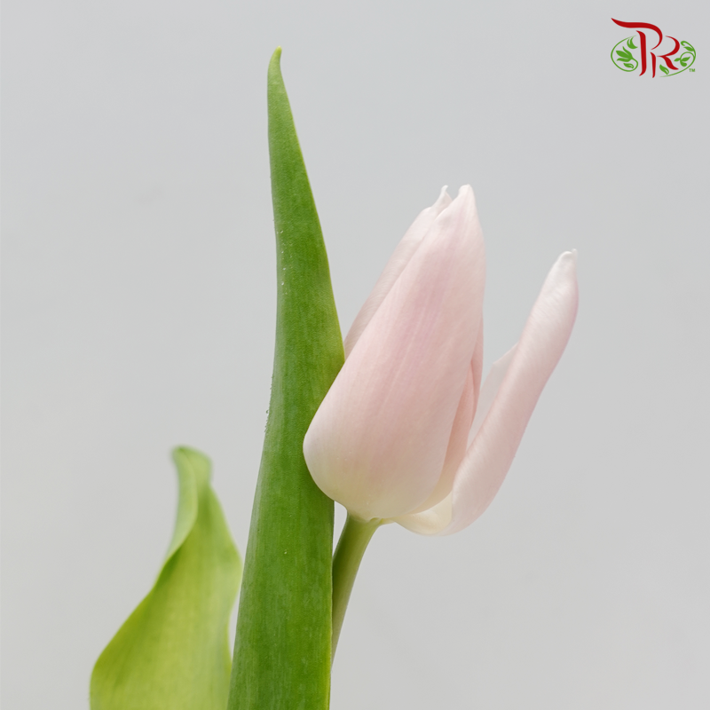 Tulip - Little Princess (Lilac) (5 Stems / 10 Stems)-Netherland-prflorist.com.my