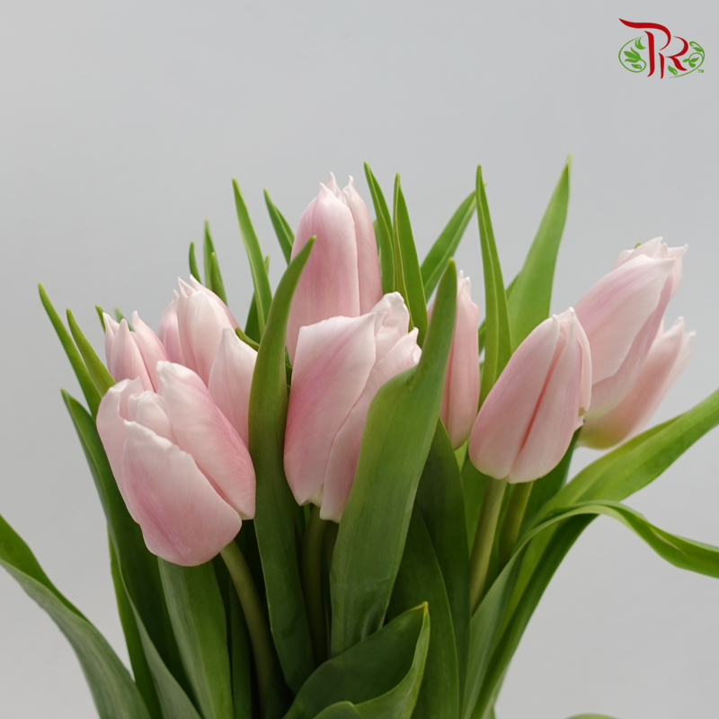 Tulip - Little Princess (Lilac) (5 Stems / 10 Stems)-Netherland-prflorist.com.my