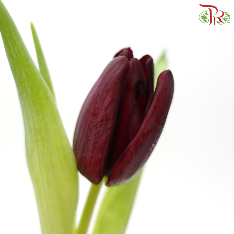 Tulip - Maroon (5 Stems / 10 Stems)-Netherland-prflorist.com.my