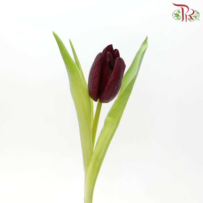 Tulip - Maroon (5 Stems / 10 Stems)-Netherland-prflorist.com.my