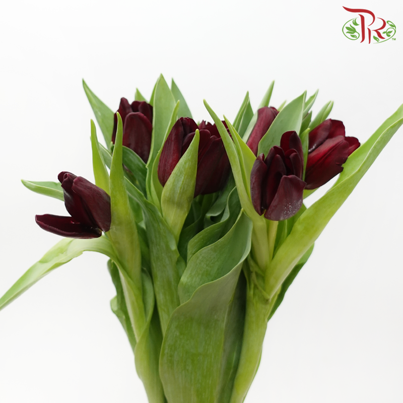 Tulip - Maroon (5 Stems / 10 Stems)-Netherland-prflorist.com.my