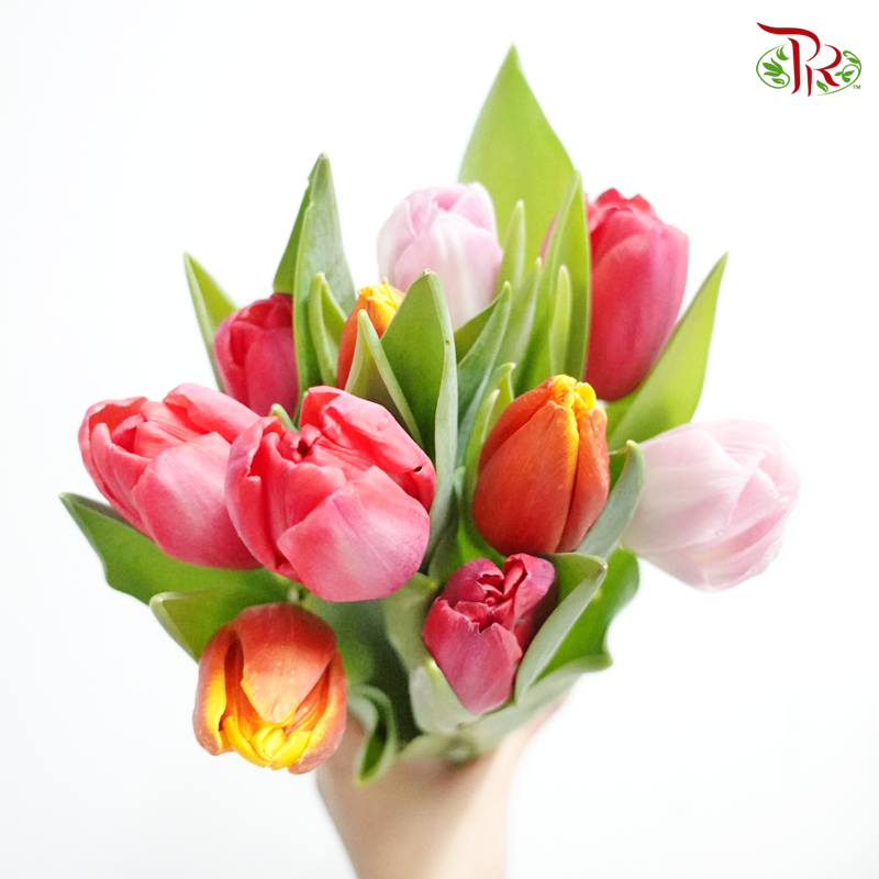 Tulip- Mixed Colour (5 Stems / 10 Stems)-Netherland-prflorist.com.my