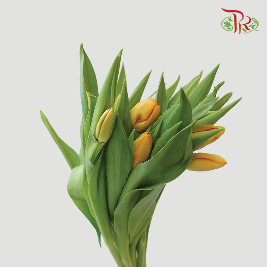 Tulip - Morgana (5 Stems / 10 Stems)-Netherland-prflorist.com.my