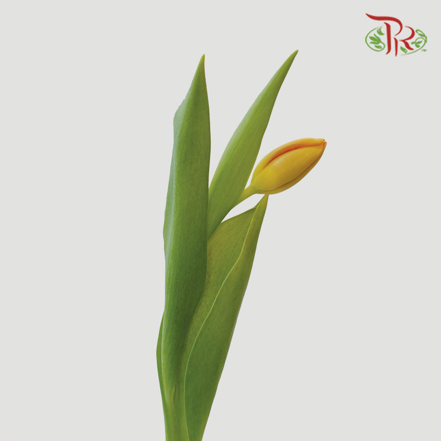 Tulip - Morgana (5 Stems / 10 Stems)-Netherland-prflorist.com.my