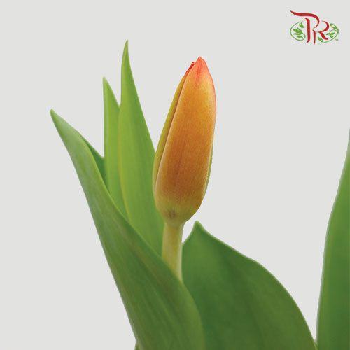 Tulip - Orange (5 Stems / 10 Stems)-Netherland-prflorist.com.my