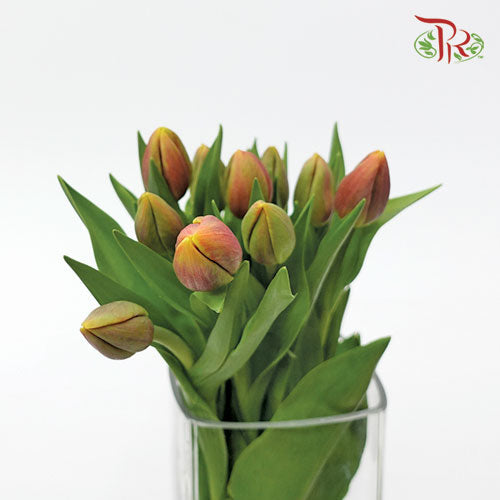Tulip - Orange Juice (5 Stems / 10 Stems)-Netherland-prflorist.com.my
