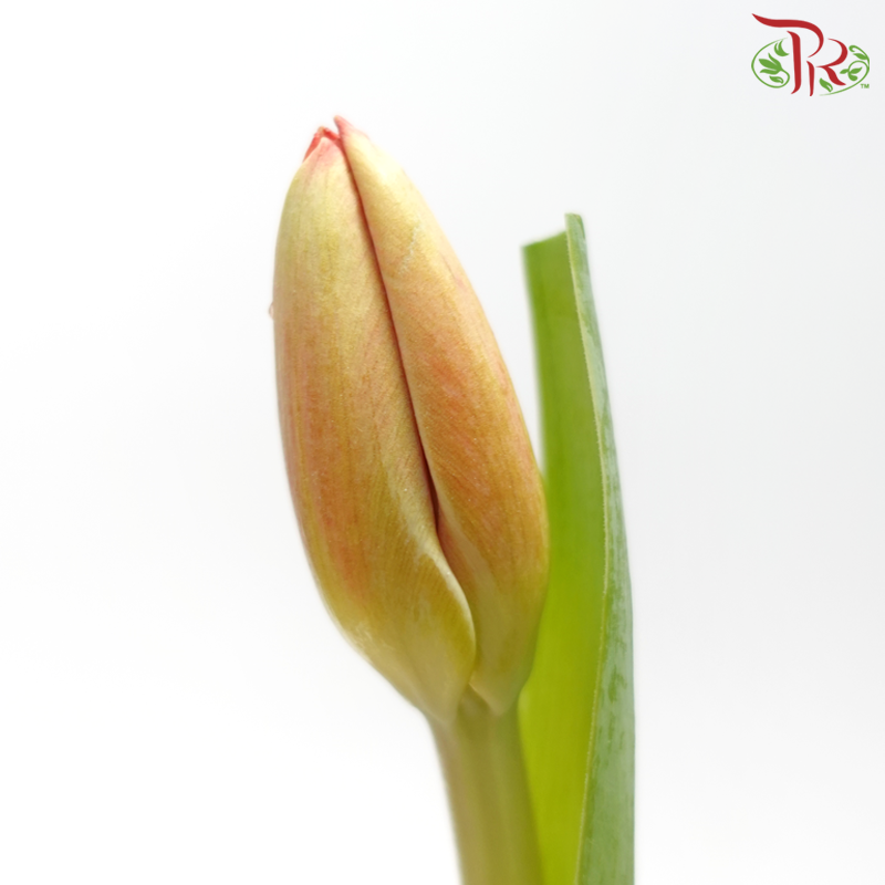 Tulip - Orange With Inner Red (5 Stems / 10 Stems)-China-prflorist.com.my