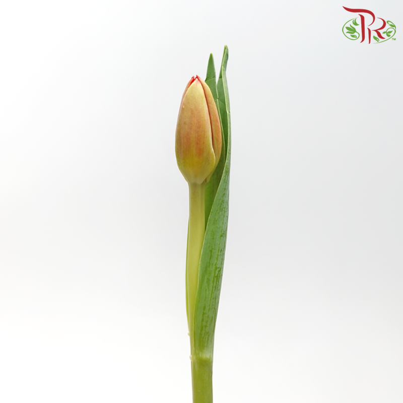 Tulip - Orange With Inner Red (5 Stems / 10 Stems)-China-prflorist.com.my