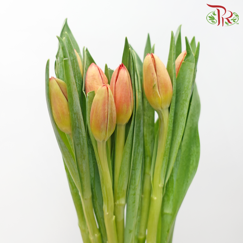 Tulip - Orange With Inner Red (5 Stems / 10 Stems)-China-prflorist.com.my