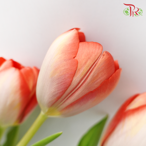Tulip - Orange With White (5 Stems / 10 Stems)-Netherland-prflorist.com.my