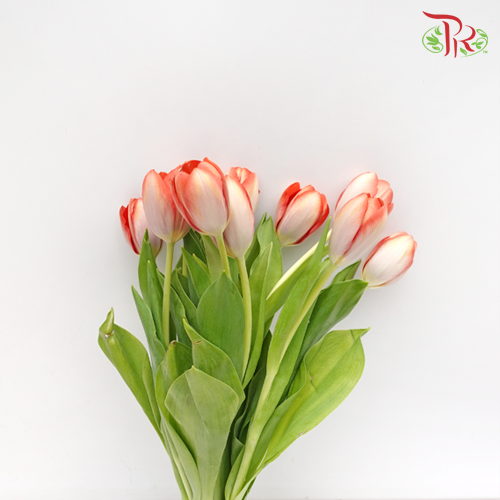 Tulip - Orange With White (5 Stems / 10 Stems)-Netherland-prflorist.com.my