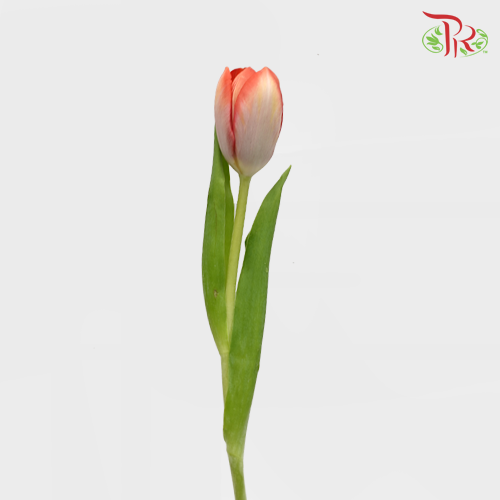 Tulip - Orange With White (5 Stems / 10 Stems)-Netherland-prflorist.com.my