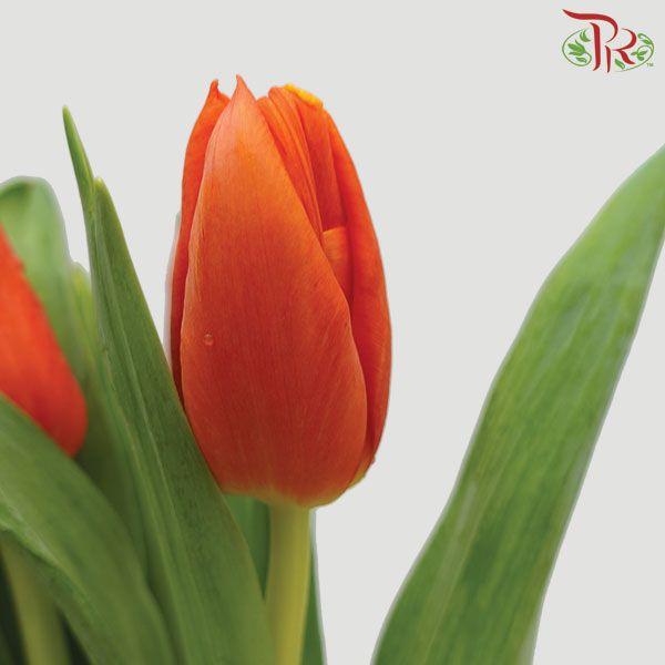 Tulip - Pako (5 Stems / 10 Stems)-Netherland-prflorist.com.my
