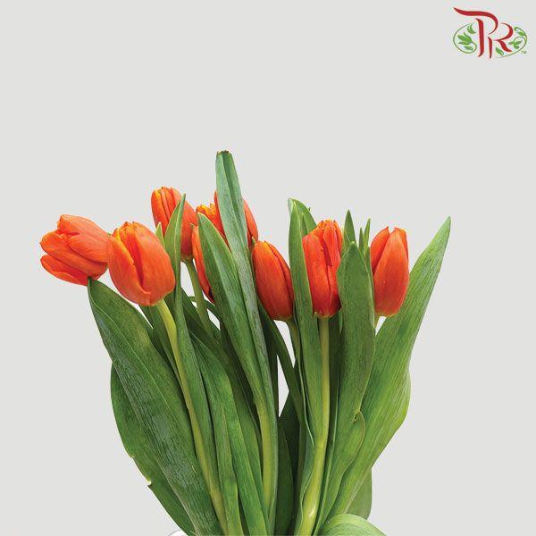 Tulip - Pako (5 Stems / 10 Stems)-Netherland-prflorist.com.my