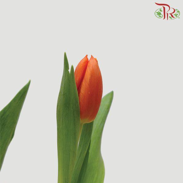 Tulip - Pako (5 Stems / 10 Stems)-Netherland-prflorist.com.my