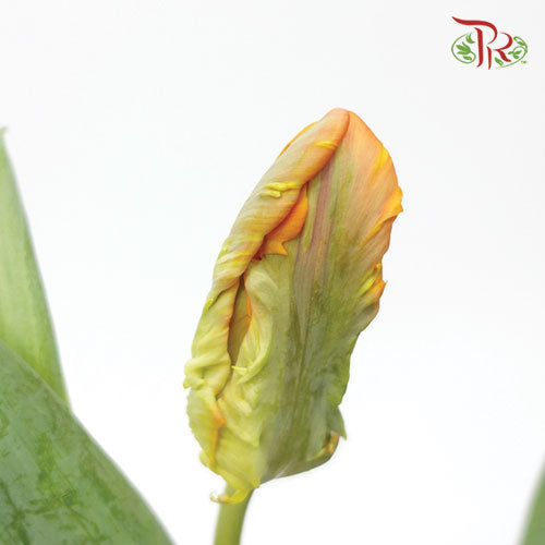 Tulip - Parrot Orange (5 Stems / 10 Stems)-Netherland-prflorist.com.my