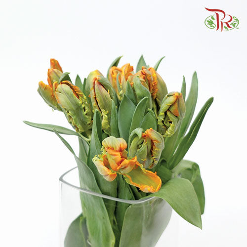 Tulip - Parrot Orange (5 Stems / 10 Stems)-Netherland-prflorist.com.my