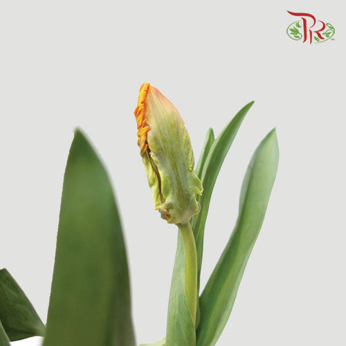 Tulip - Parrot Orange (5 Stems / 10 Stems)-Netherland-prflorist.com.my