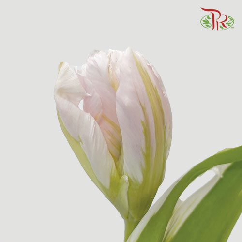 Tulip - Parrot Pink (5 Stems / 10 Stems)-Netherland-prflorist.com.my