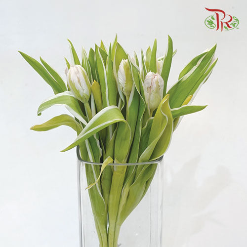 Tulip - Parrot Pink (5 Stems / 10 Stems)-Netherland-prflorist.com.my