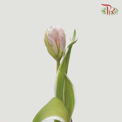 Tulip - Parrot Pink (5 Stems / 10 Stems)-Netherland-prflorist.com.my