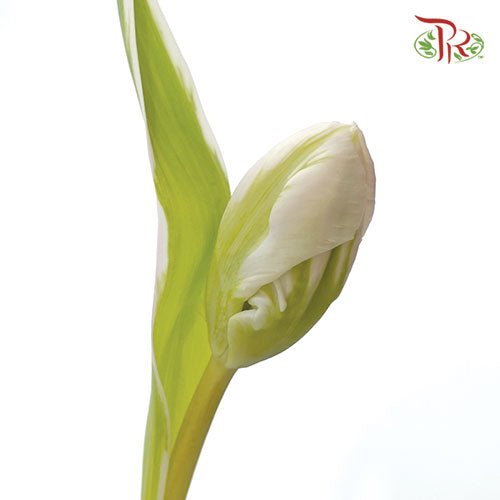 Tulip - Parrot White (5 Stems / 10 Stems)-Netherland-prflorist.com.my