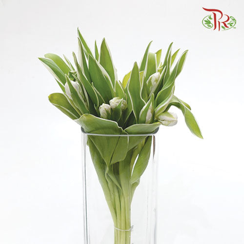 Tulip - Parrot White (5 Stems / 10 Stems)-Netherland-prflorist.com.my