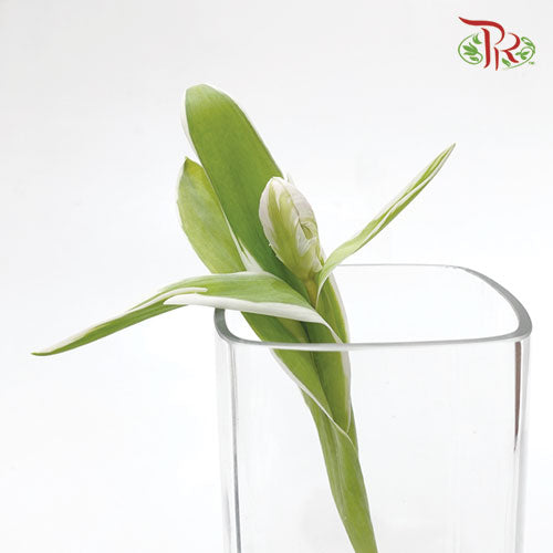 Tulip - Parrot White (5 Stems / 10 Stems)-Netherland-prflorist.com.my