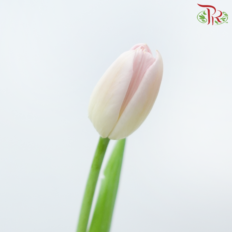 Tulip - Pink (9-10 Stems)-Pink-Thailand-prflorist.com.my