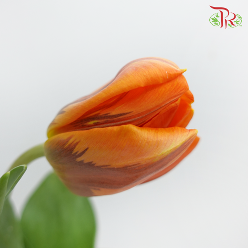 Tulip - Prinses Irene (5 Stems / 10 Stems)-Netherland-prflorist.com.my
