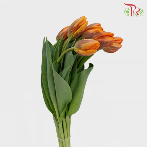 Tulip - Prinses Irene (5 Stems / 10 Stems)-Netherland-prflorist.com.my