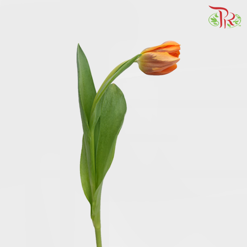 Tulip - Prinses Irene (5 Stems / 10 Stems)-Netherland-prflorist.com.my