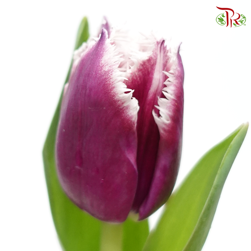 Tulip - Purple With White Outline (5 Stems / 10 Stems)-Netherland-prflorist.com.my
