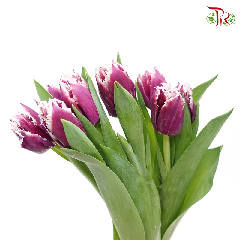 Tulip - Purple With White Outline (5 Stems / 10 Stems)-Netherland-prflorist.com.my