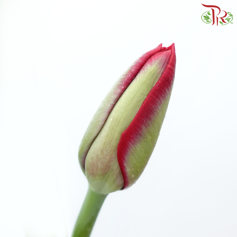 Tulip - Red (9-10 Stems)-Red-Thailand-prflorist.com.my