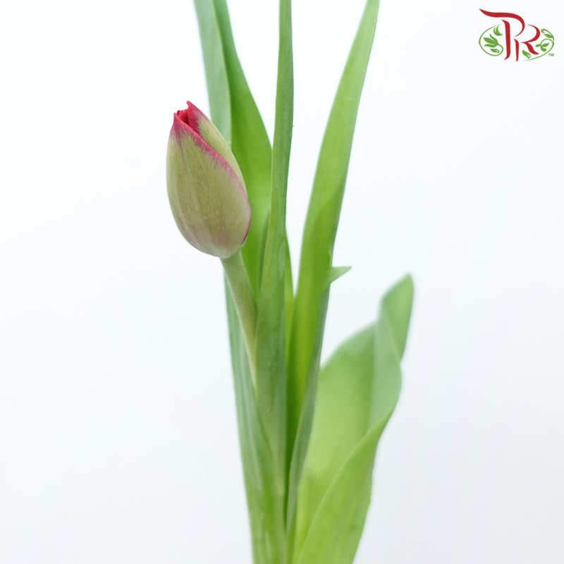 Tulip - Red (9-10 Stems)-Red-Thailand-prflorist.com.my