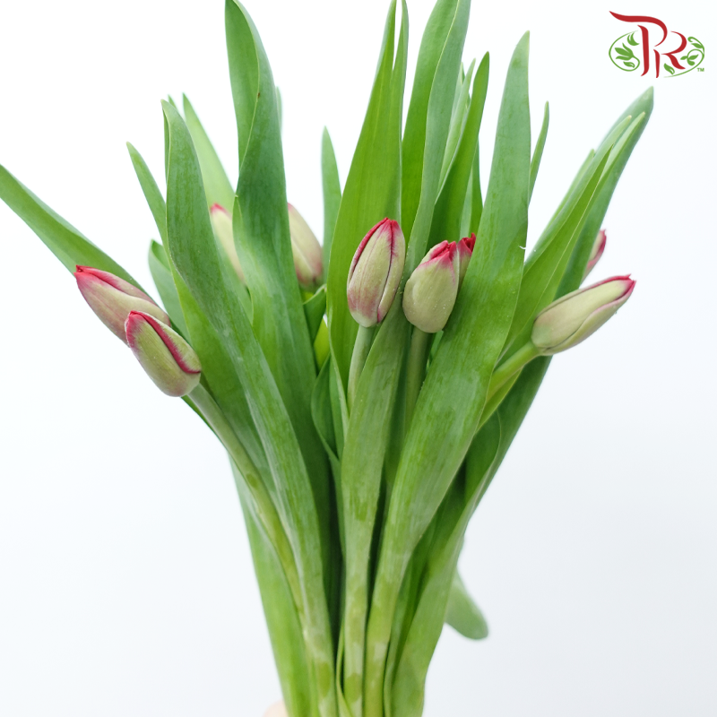 Tulip - Red (9-10 Stems)-Red-Thailand-prflorist.com.my