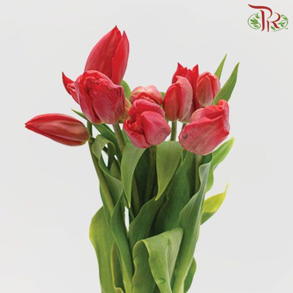 Tulip - Renegede (5 Stems / 10 Stems)-Netherland-prflorist.com.my