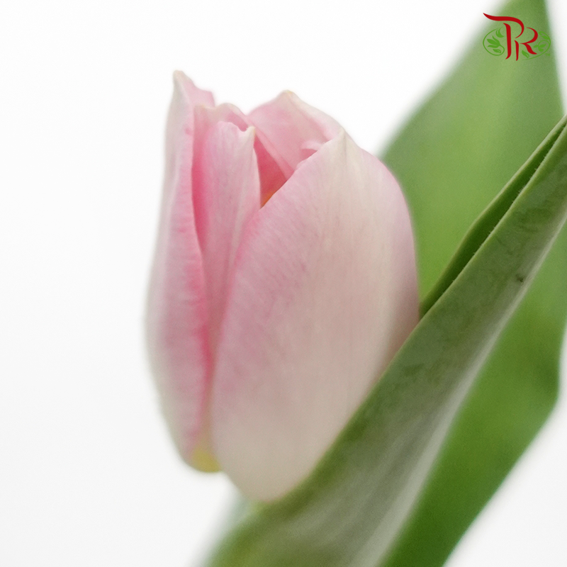 Tulip - Rosario (9-10 stems)-Thailand-prflorist.com.my