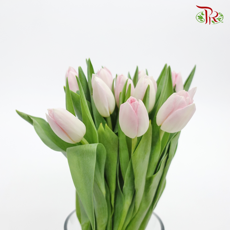 Tulip - Rosario (9-10 stems)-Thailand-prflorist.com.my