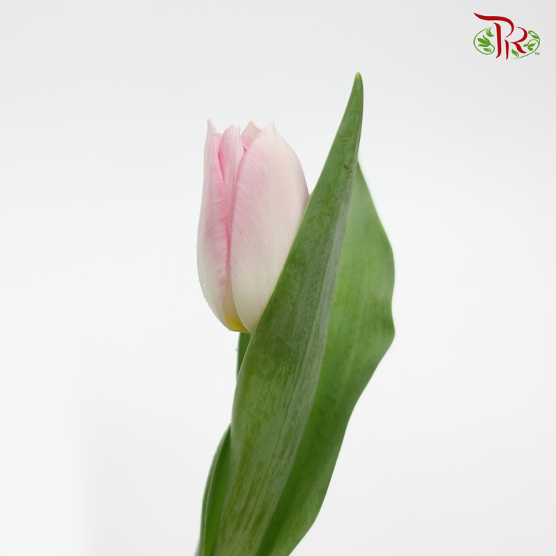 Tulip - Rosario (9-10 stems)-Thailand-prflorist.com.my