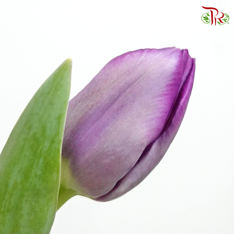 Tulip- Saigon(5 Stems / 10 Stems)-Netherland-prflorist.com.my