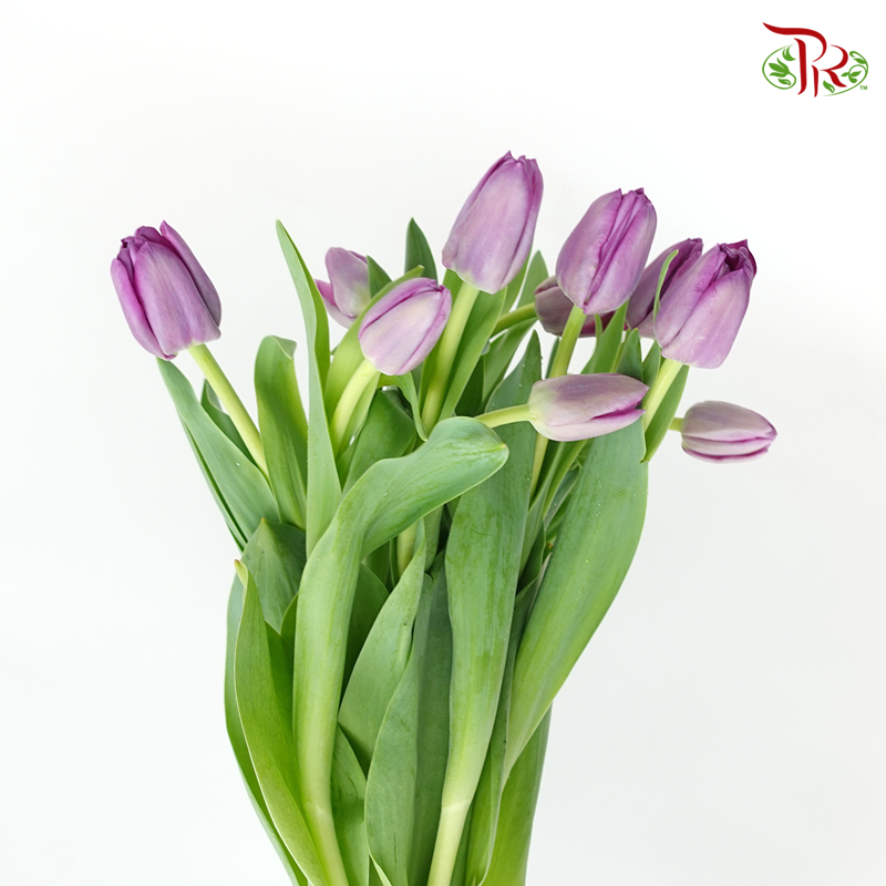 Tulip- Saigon(5 Stems / 10 Stems)-Netherland-prflorist.com.my