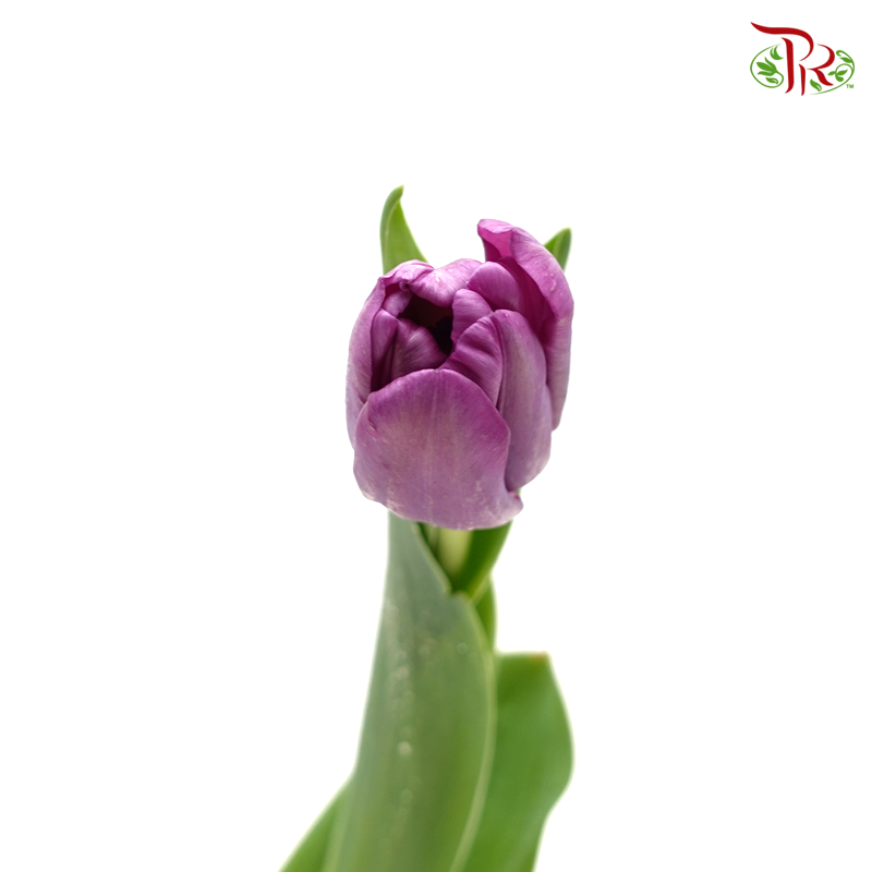 Tulip- Saigon(5 Stems / 10 Stems)-Netherland-prflorist.com.my