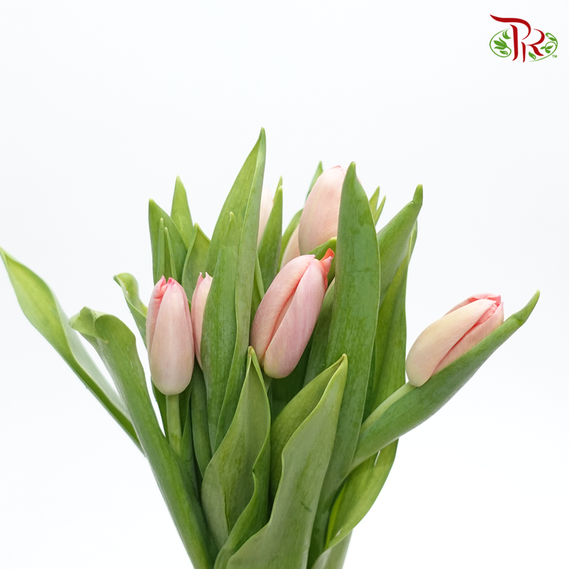 Tulip - Salmon Orange Pink (5 Stems / 10 Stems)-Netherland-prflorist.com.my