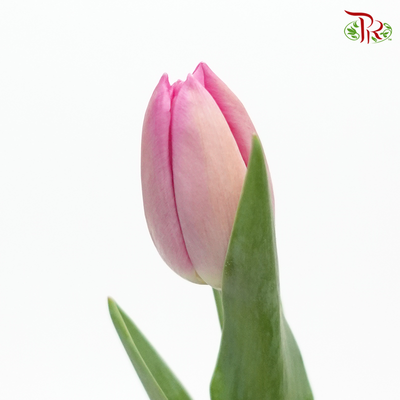 Tulip - Smoke Tawny Lilac (5 Stems / 10 Stems)-Netherland-prflorist.com.my