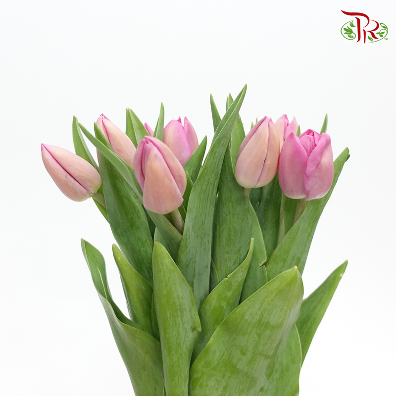 Tulip - Smoke Tawny Lilac (5 Stems / 10 Stems)-Netherland-prflorist.com.my