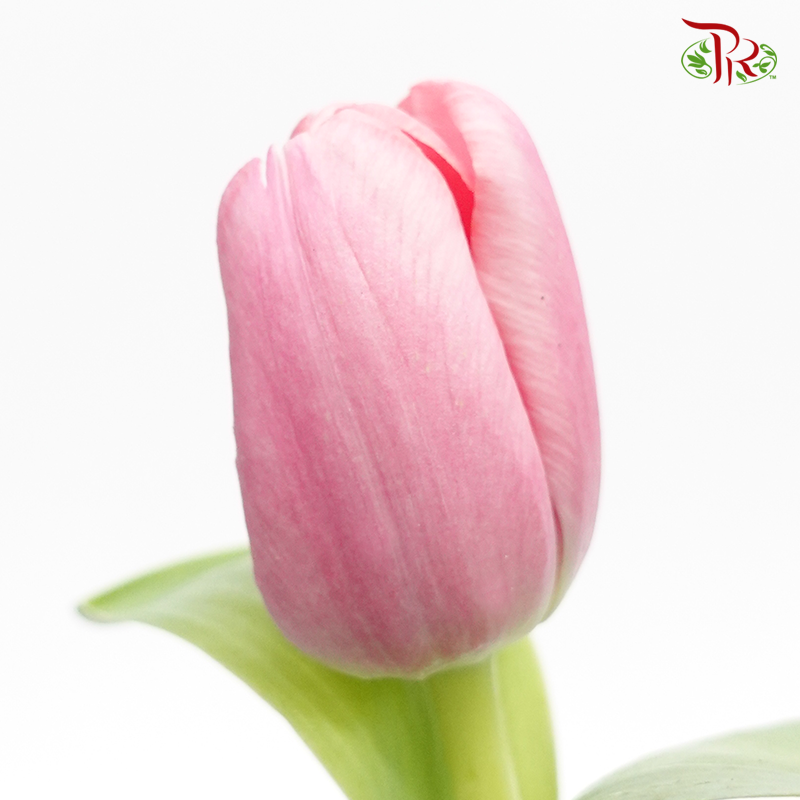 Tulip - Smoothie Pink (5 Stems / 10 Stems)-Netherland-prflorist.com.my