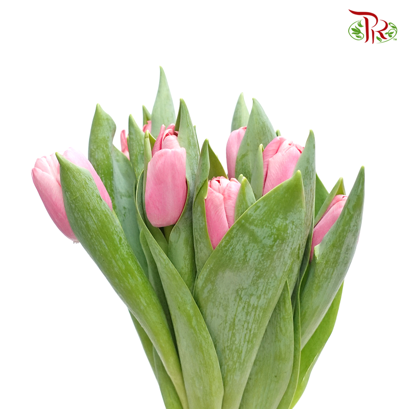 Tulip - Smoothie Pink (5 Stems / 10 Stems)-Netherland-prflorist.com.my