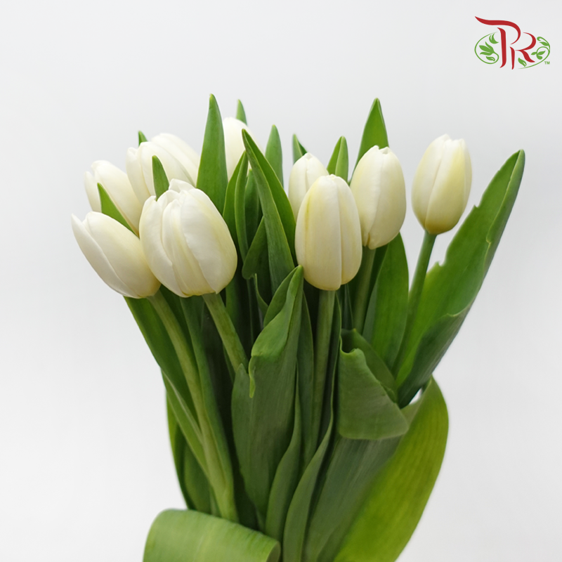 Tulip - Snow Lady (10 Stems)-10 Stems-Thailand-prflorist.com.my